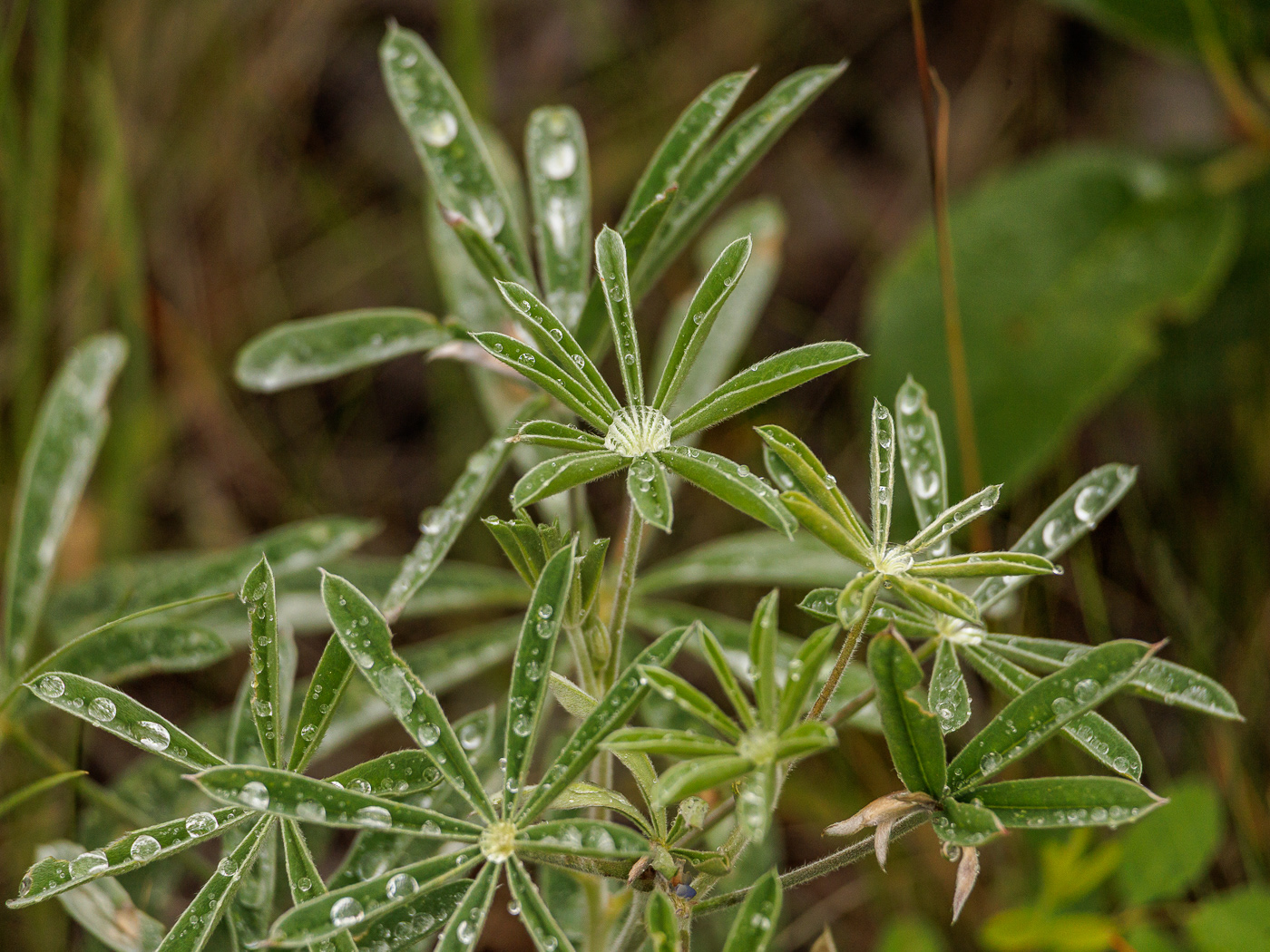 Silky Lupine (Lupinus sericeus)