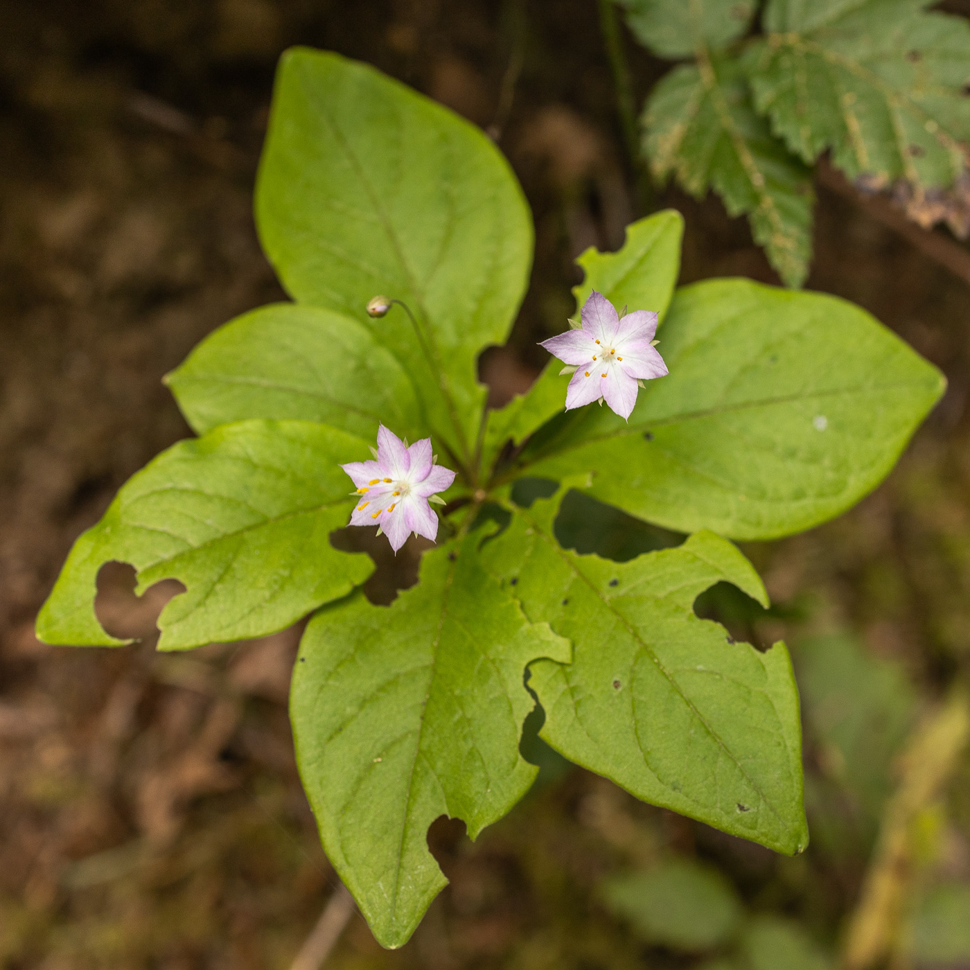 Broad-leaved Starflower - Trientalis latifolia