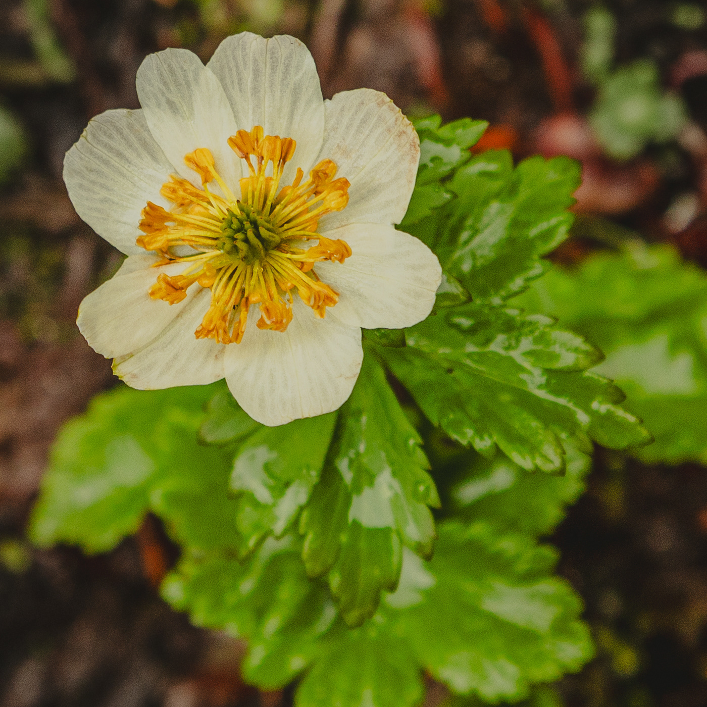 White Globeflower (Trollius laxus)