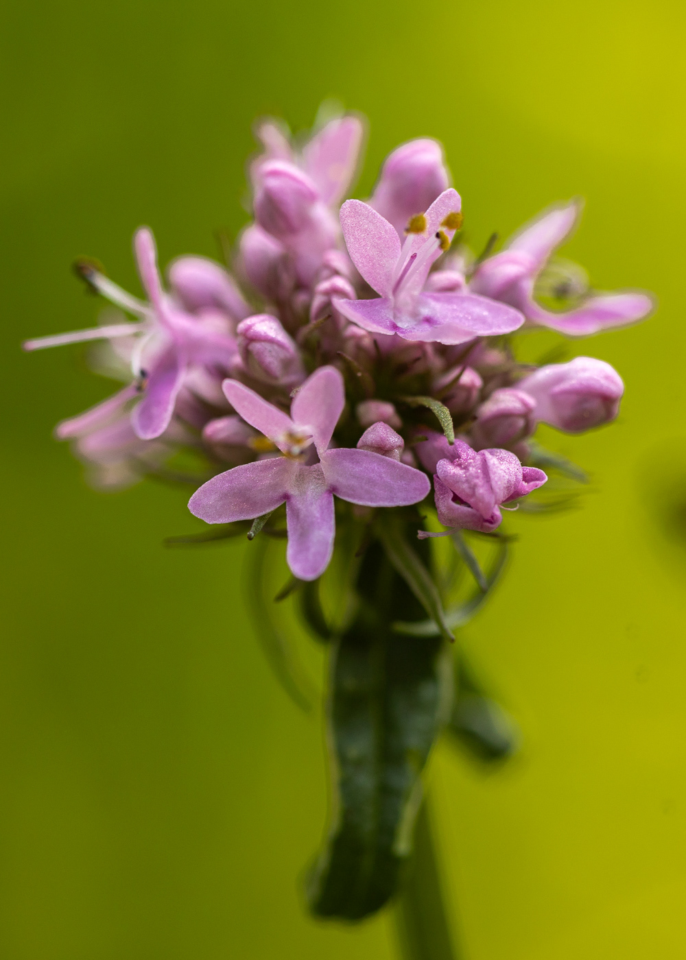 Sea blush (Plectritis congesta)