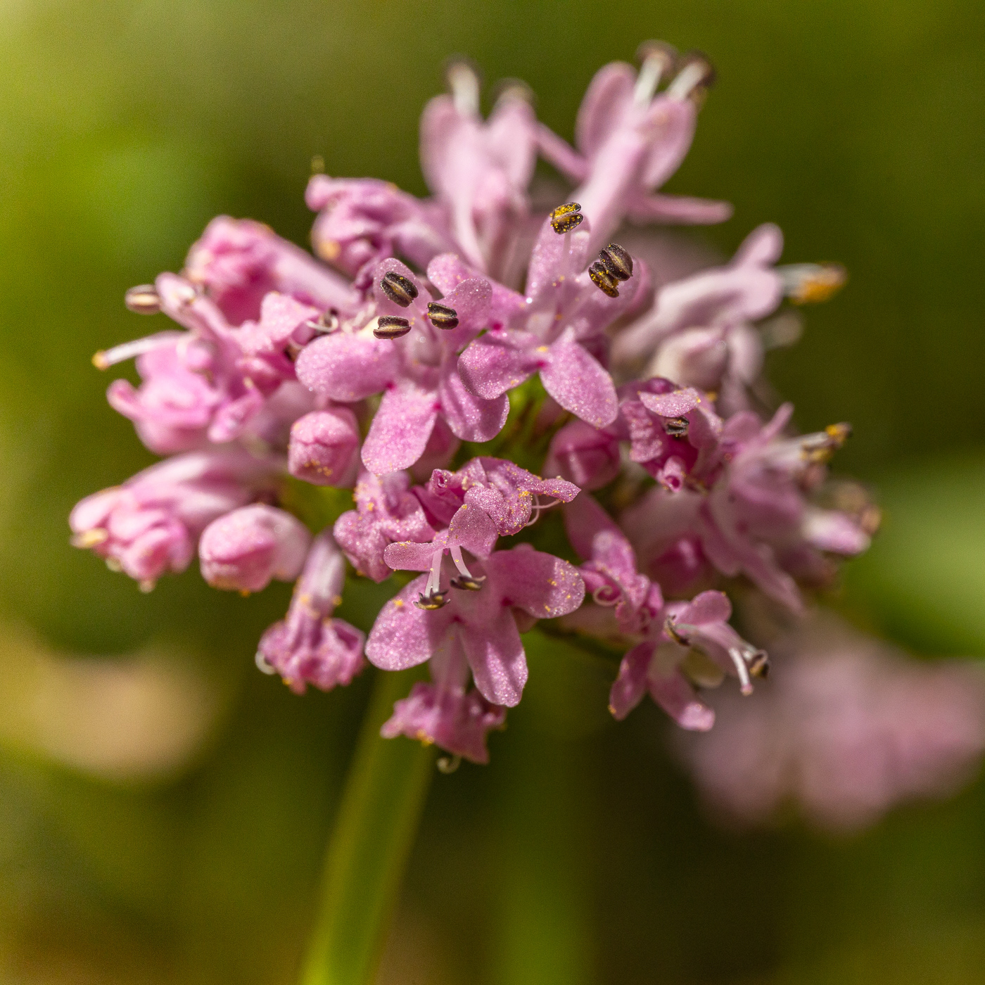 Sea Blush - Plectritis conjesta