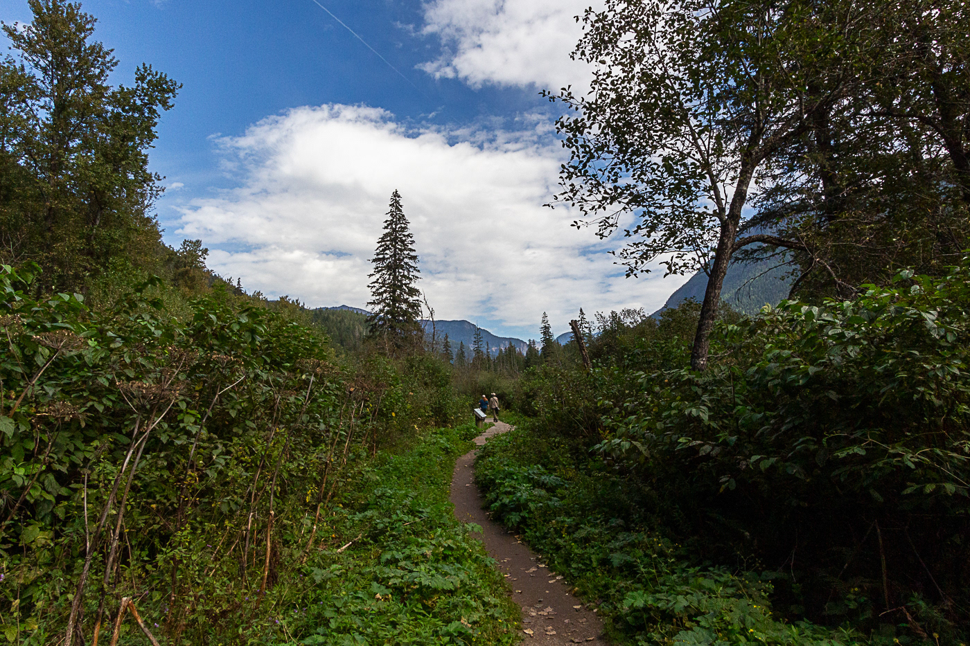 Skunk Cabbage Boardwalk, Columbia-Shushwap