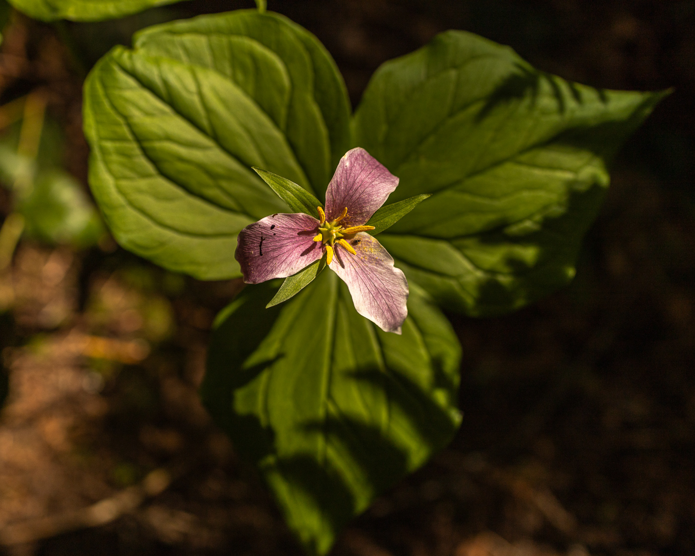 Western Trillium (Trillium Ovatum)