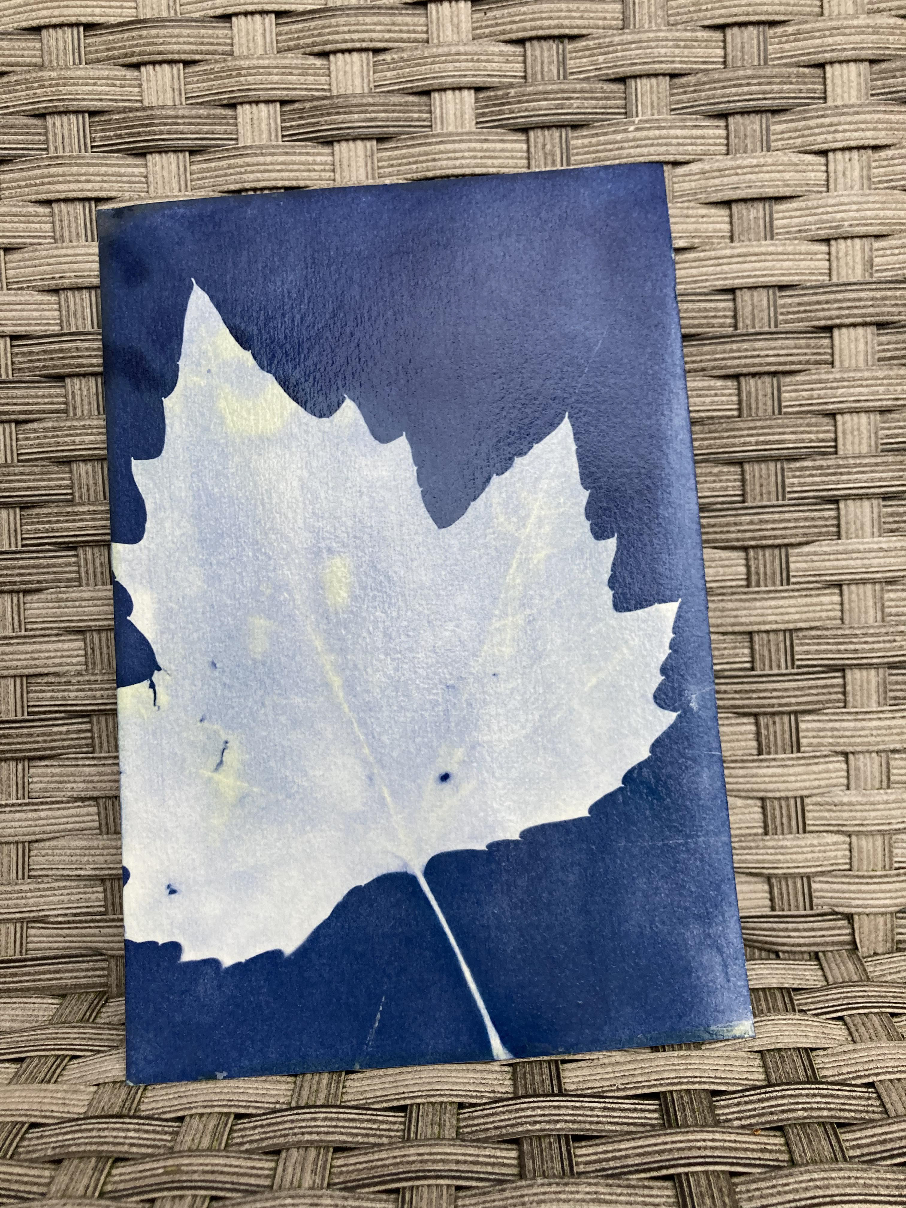 Tom's Maple Leaf freshly washed
