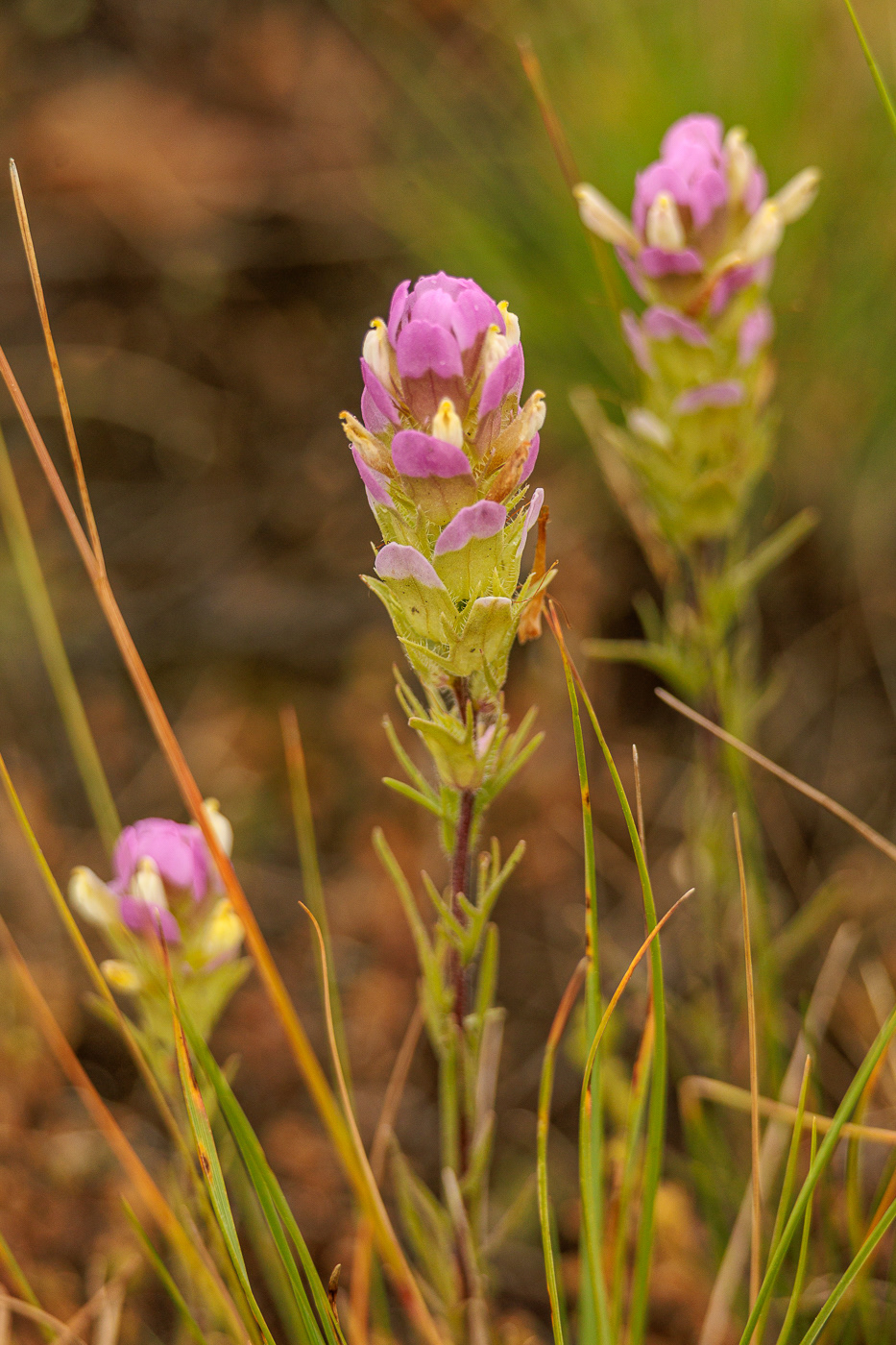 Thin-Leaved Owl's Clover (Orthocarpus tenuifolius)