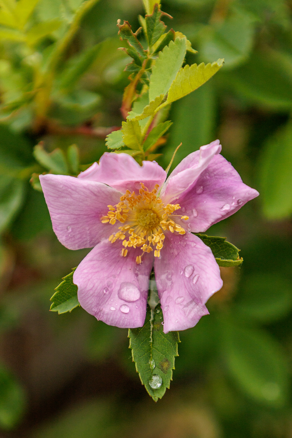 Prickly Rose (Rosa acocilaris)