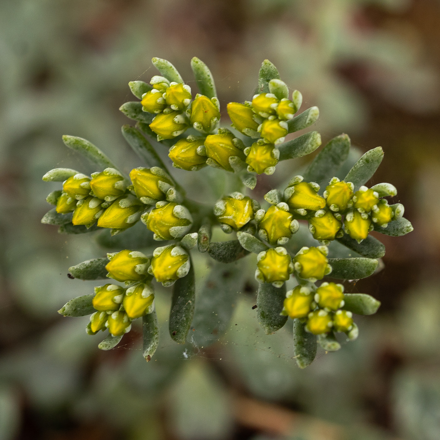 Oregan Stonecrop - Sedum oreganum