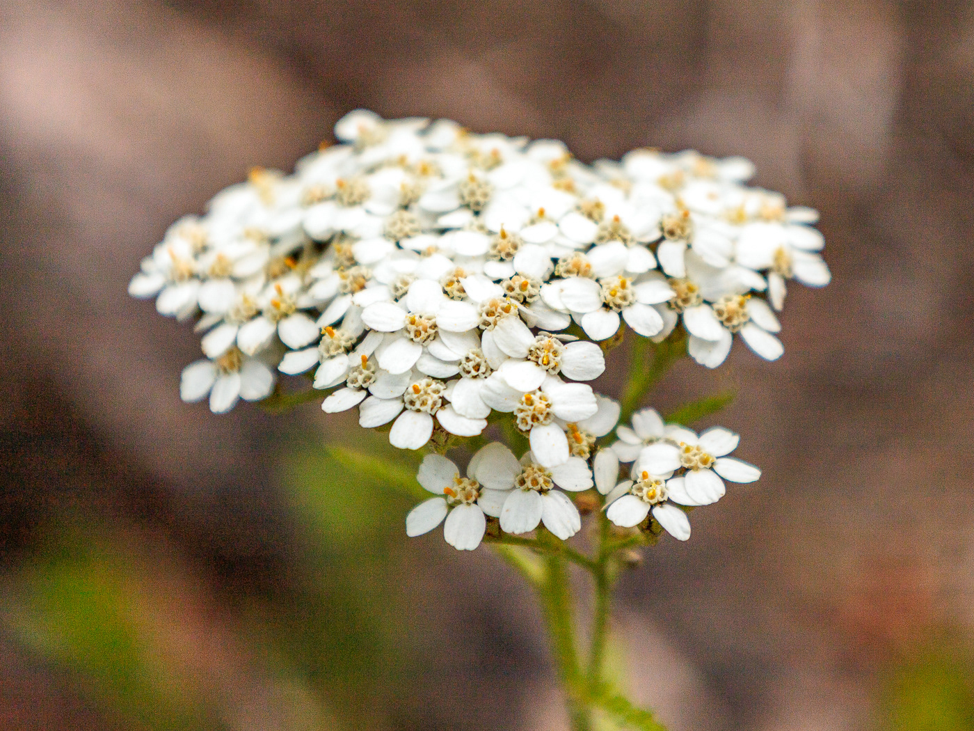 Cow Parsnip - Heracleum lanatum