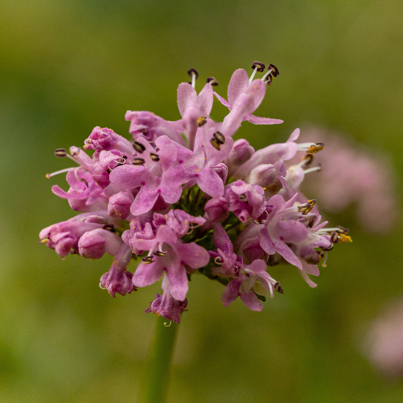 Sea Blush - Plectritis conjesta
