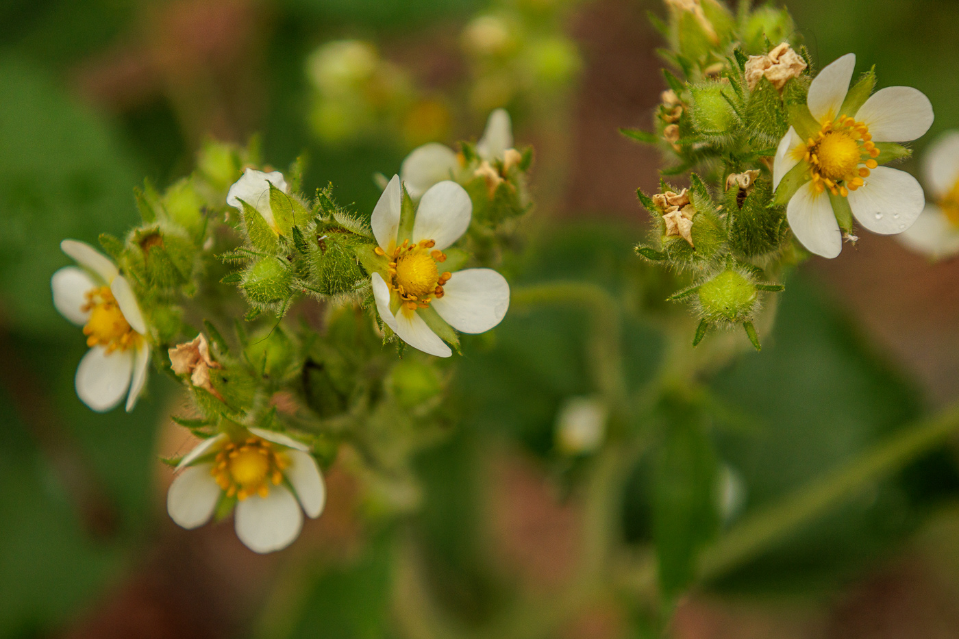 Tall Cinquefoil (Drymocallis arguta)