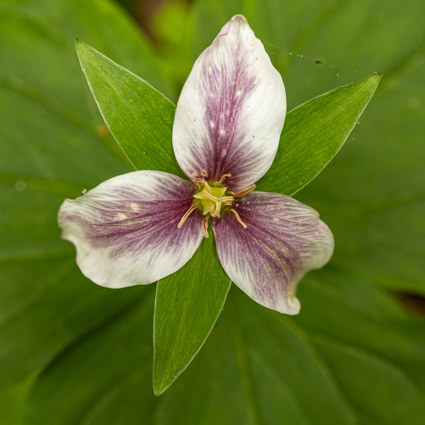 Western Trillium - Trillium ovatum