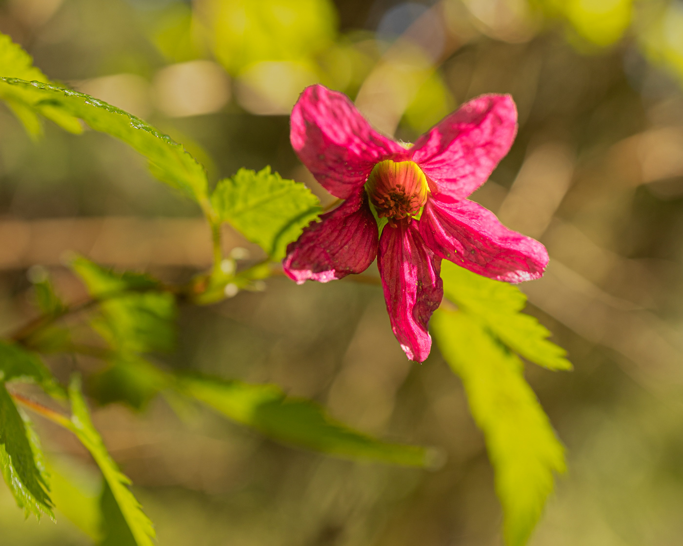 Salmonberry (Rubus spectabilis)