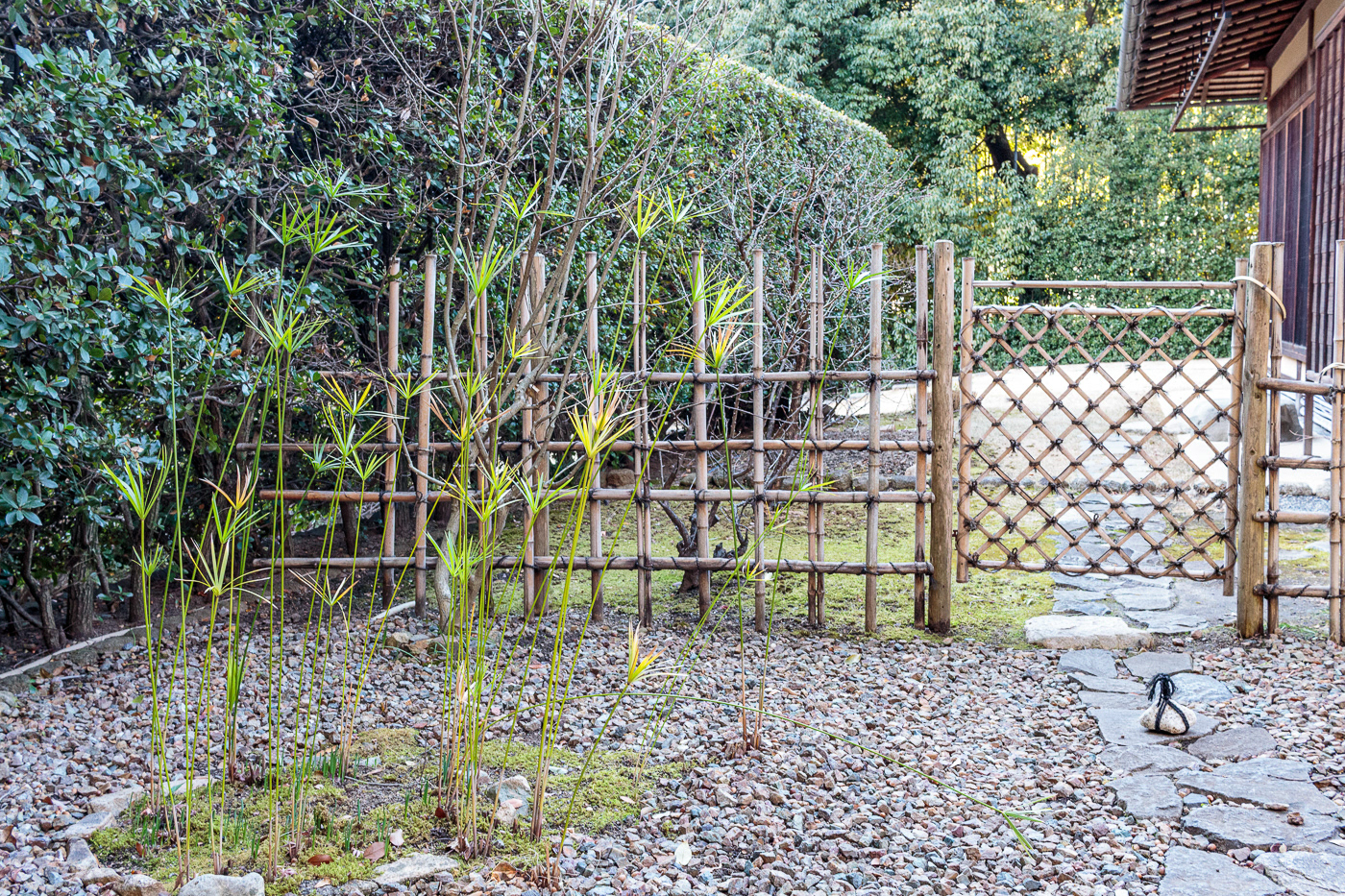 Bamboo fencing