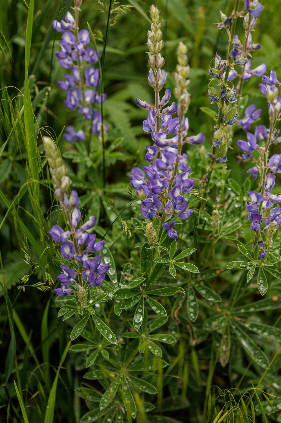 Silky Lupine (Lupinus sericeus)