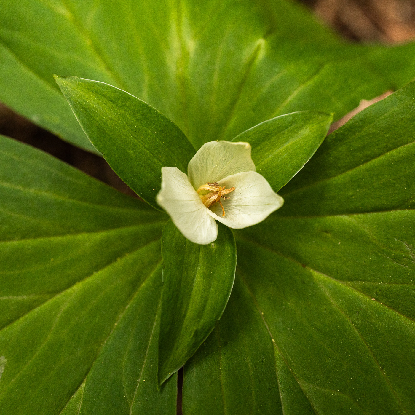 Western Trillium - Trillium ovatum