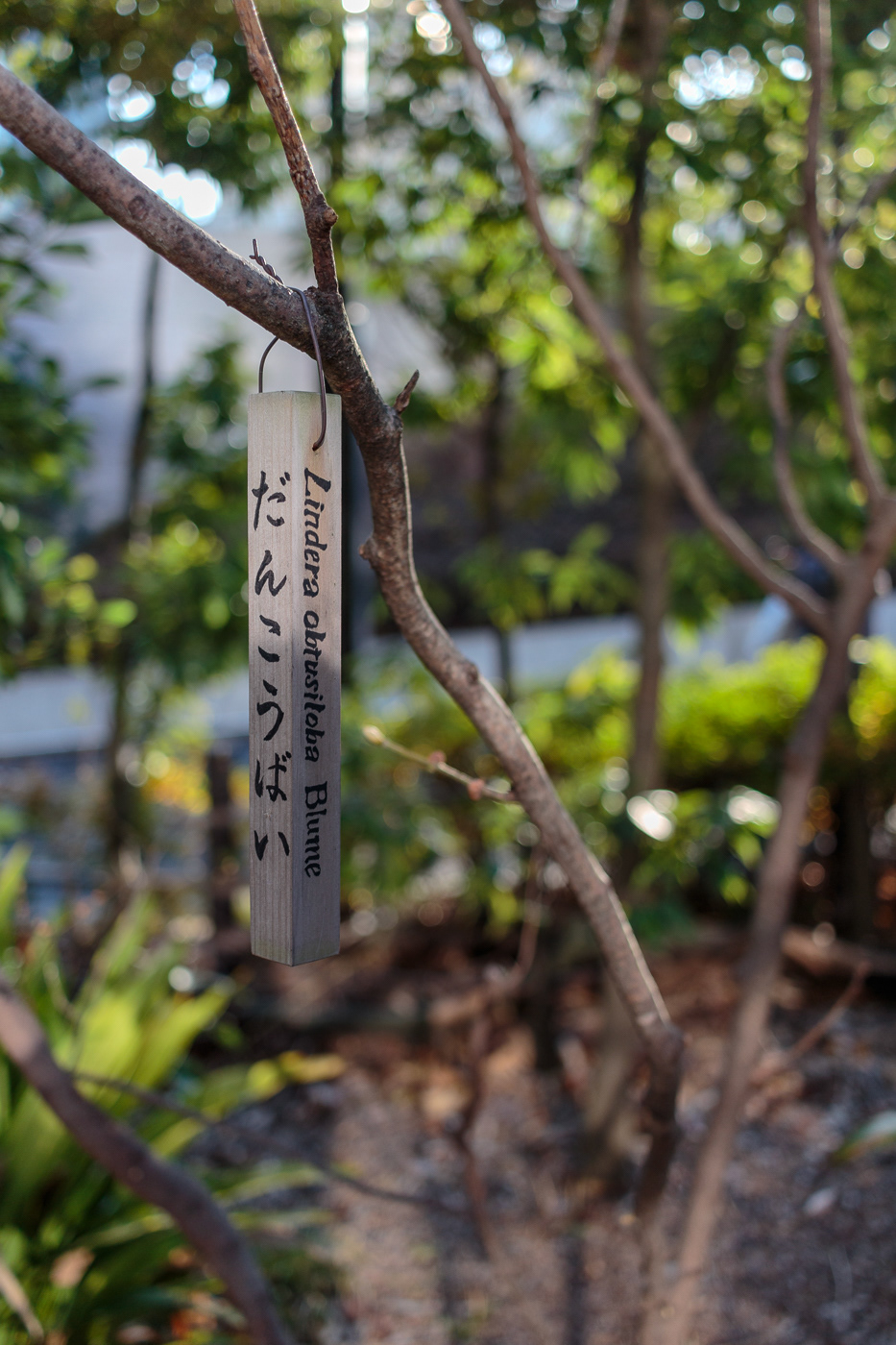 Lovely plant labels