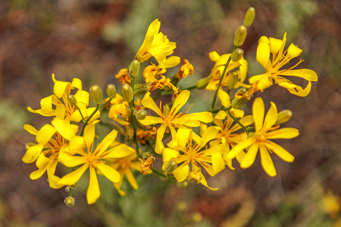 Slender Hawkweed (Hieracium gracile)