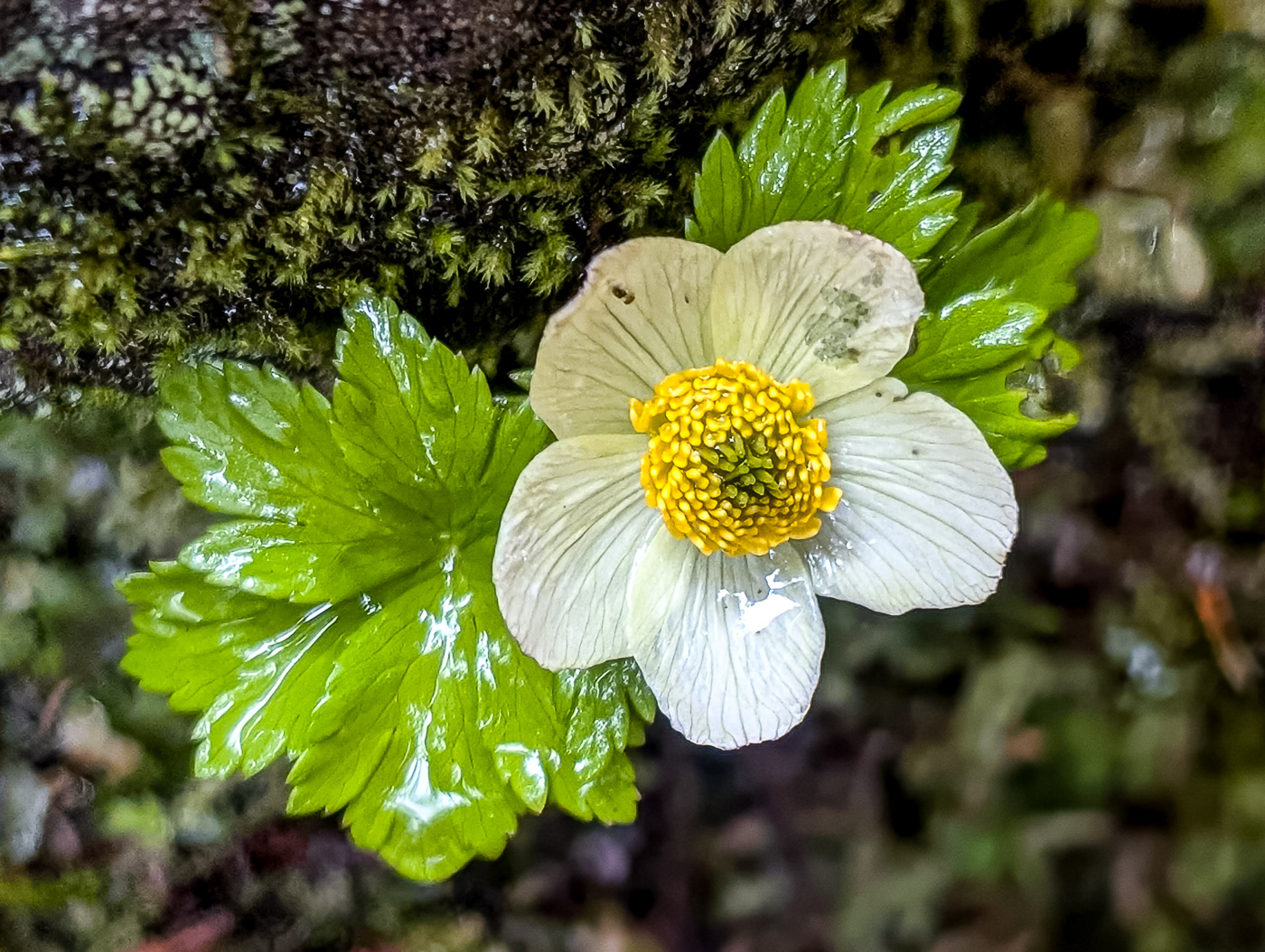 Alpine Anemone (Pulsatilla alpina)