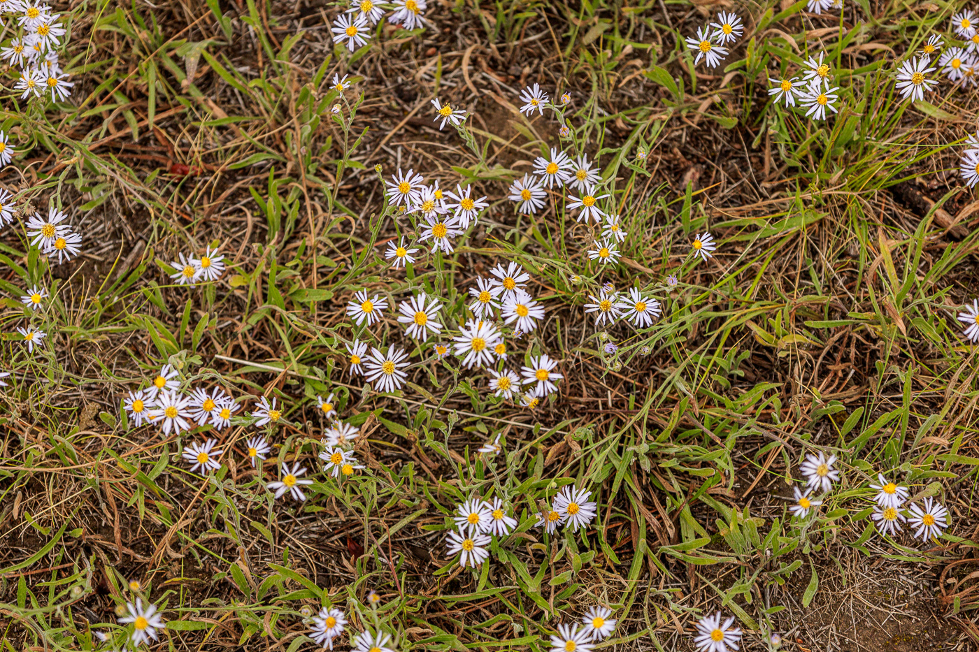 Showy Aster (Aster conspicuus)