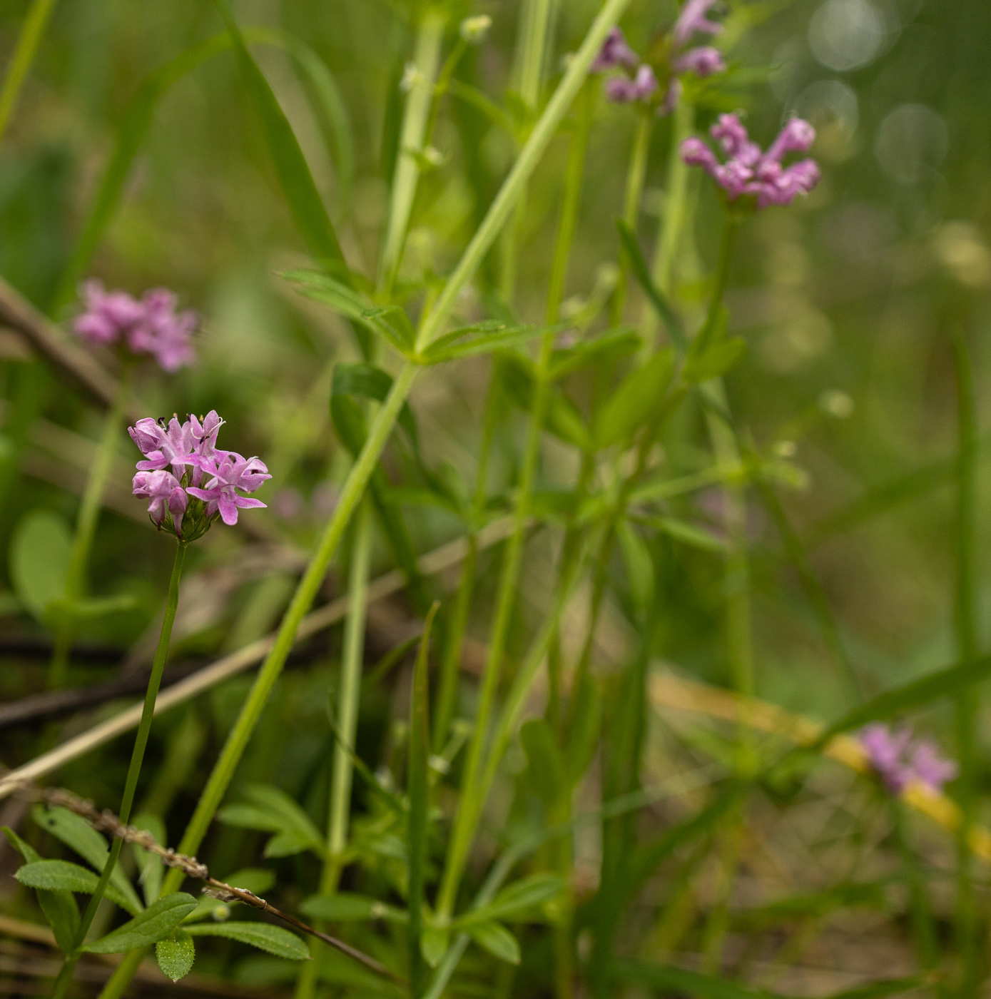 Sea Blush - Plectritis conjesta