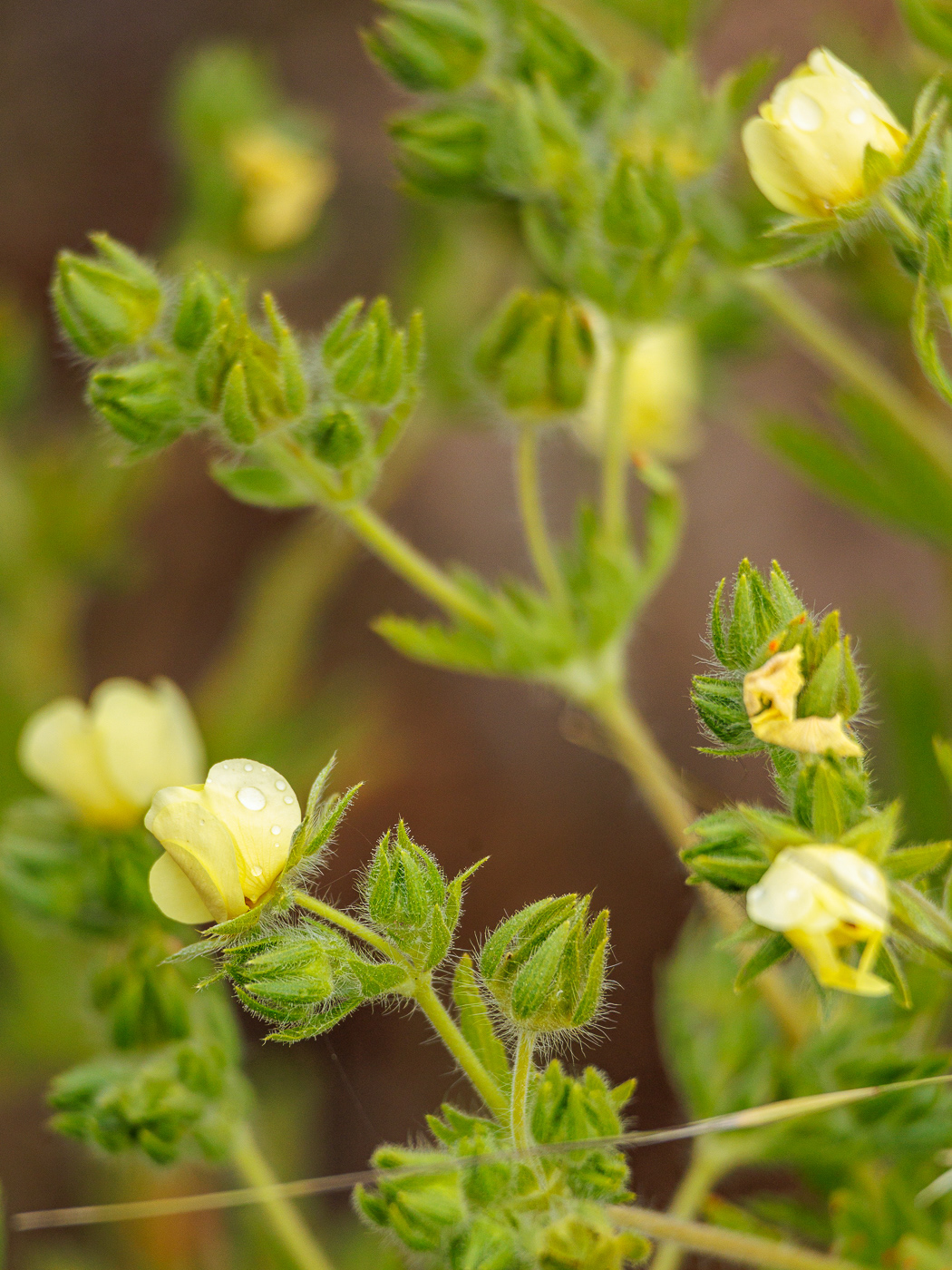 Caragana (Caragana arborescens)