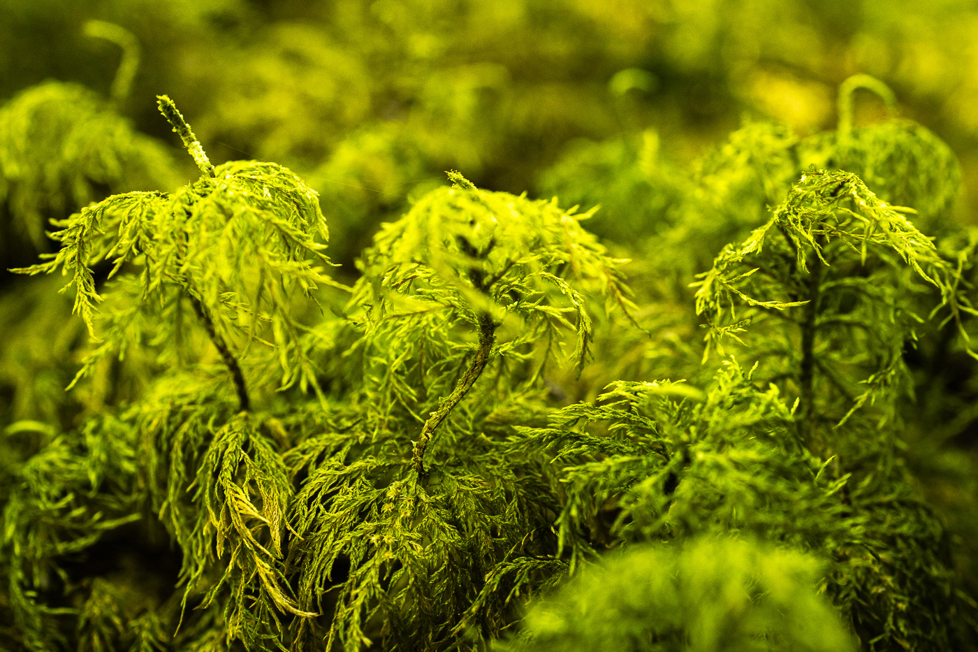 Sphagnum moss