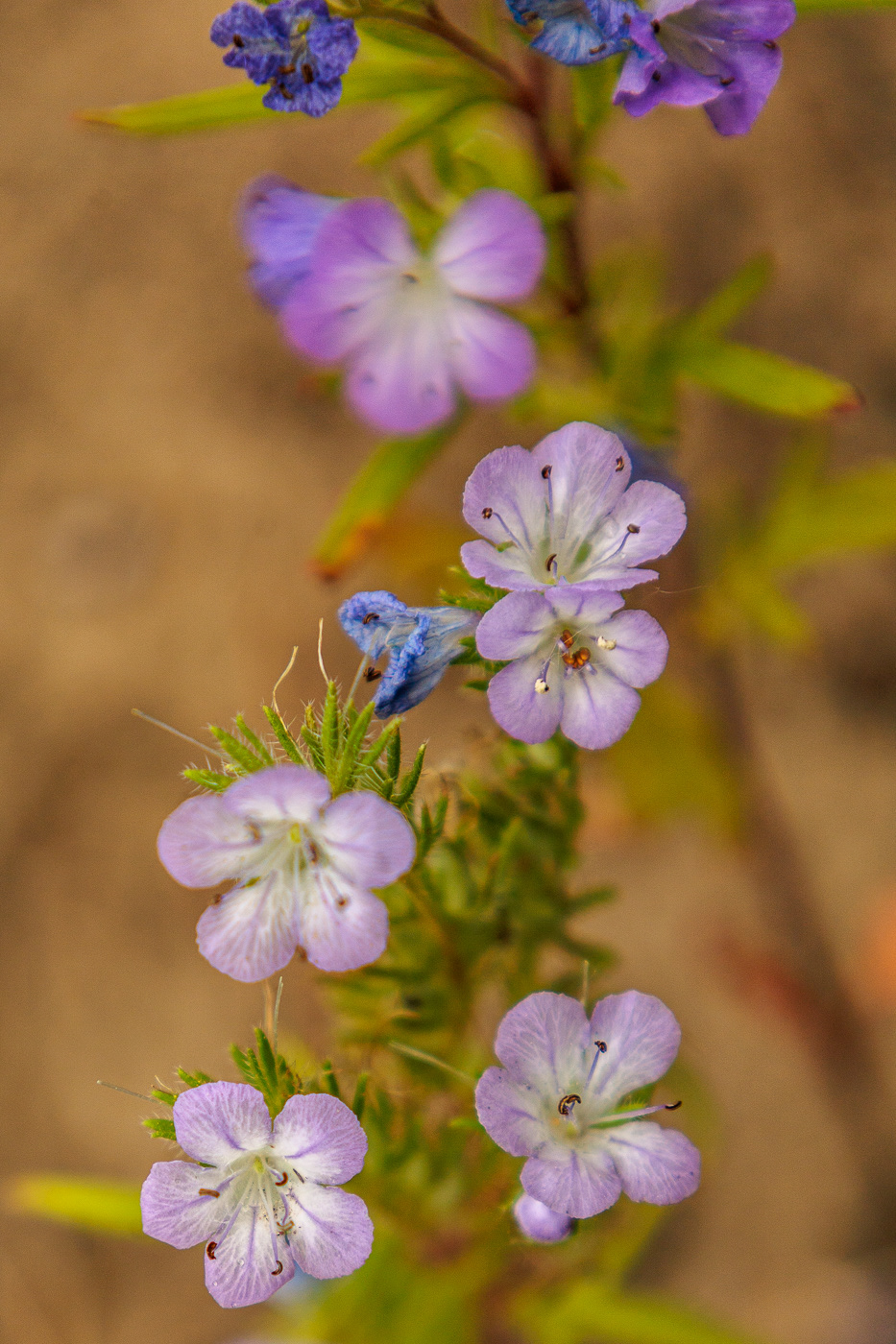 Jacob's Ladder (Polemonium pulcherrimum)