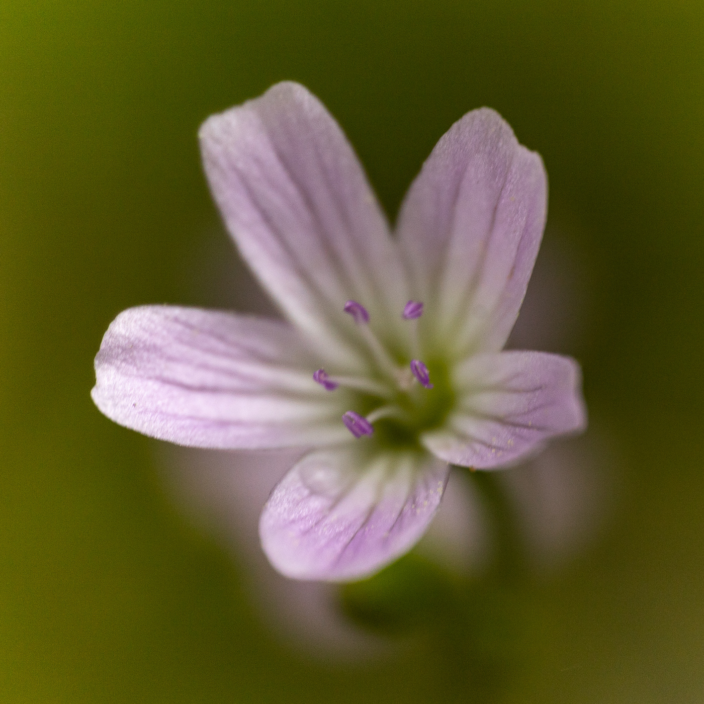 Broad-leaved Starflower - Trientalis latifolia
