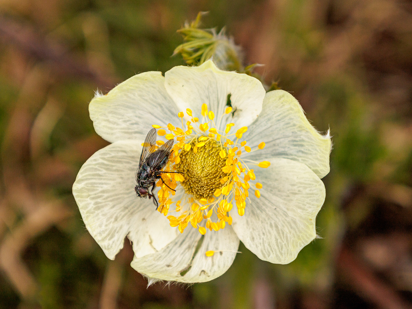 Alpine Anemone (Pulsatilla alpina)