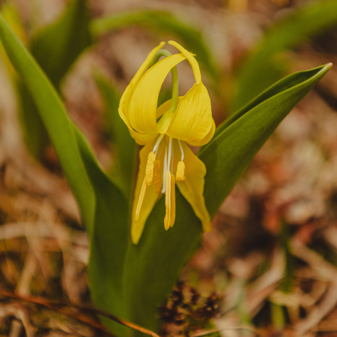 Glacier Lily (Erythronium grandiflorum)