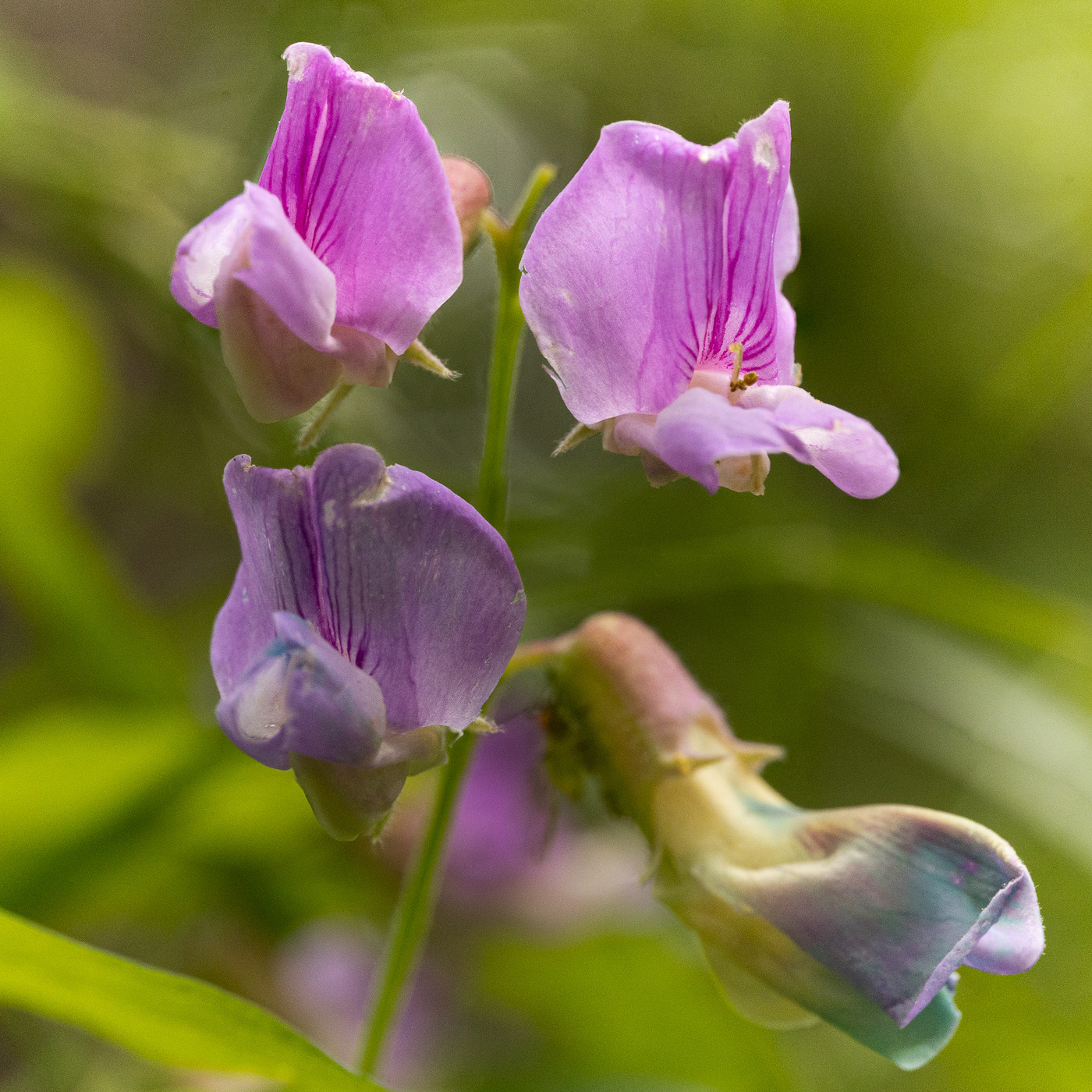 Beach Pea - Lathyurus japonicus