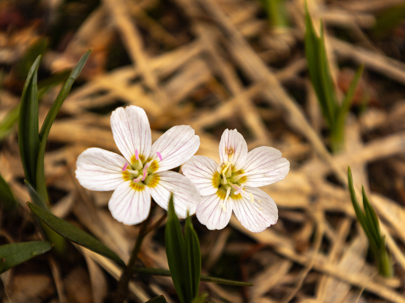 Spring beauty (Clatoynia lanceolata)