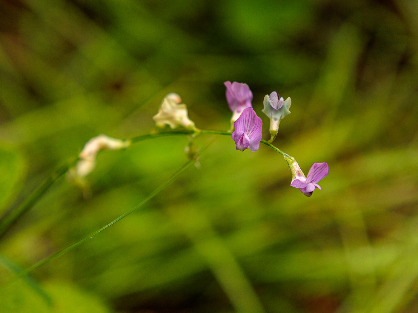 Beach Pea (Lathyrus japonicus)