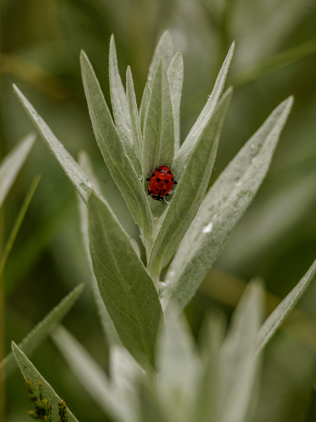 Prairie Sage (Artemisia ludoviciana)