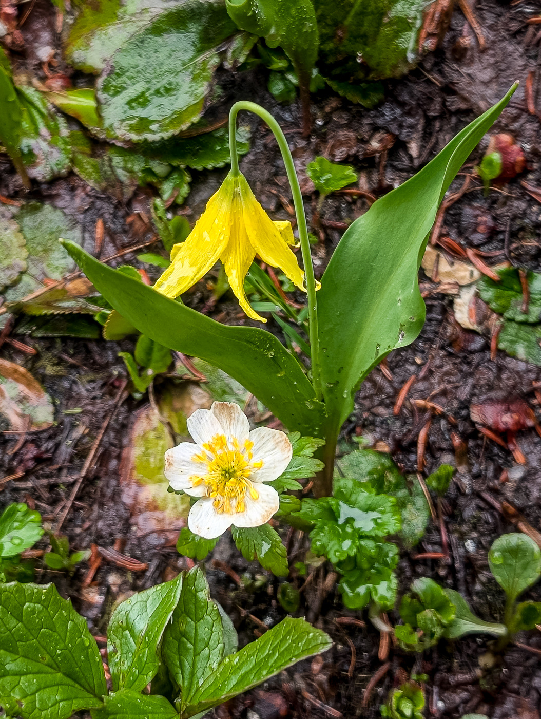 Glacier Lily (Erythronium grandiflorum) & Alpine Anemone (Pulsatilla alpina)