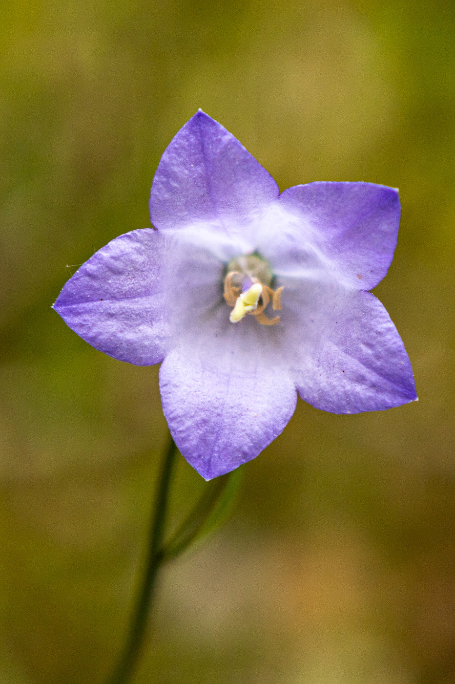 Mountain Harebell - Campanula rotundifoliarotundifolia