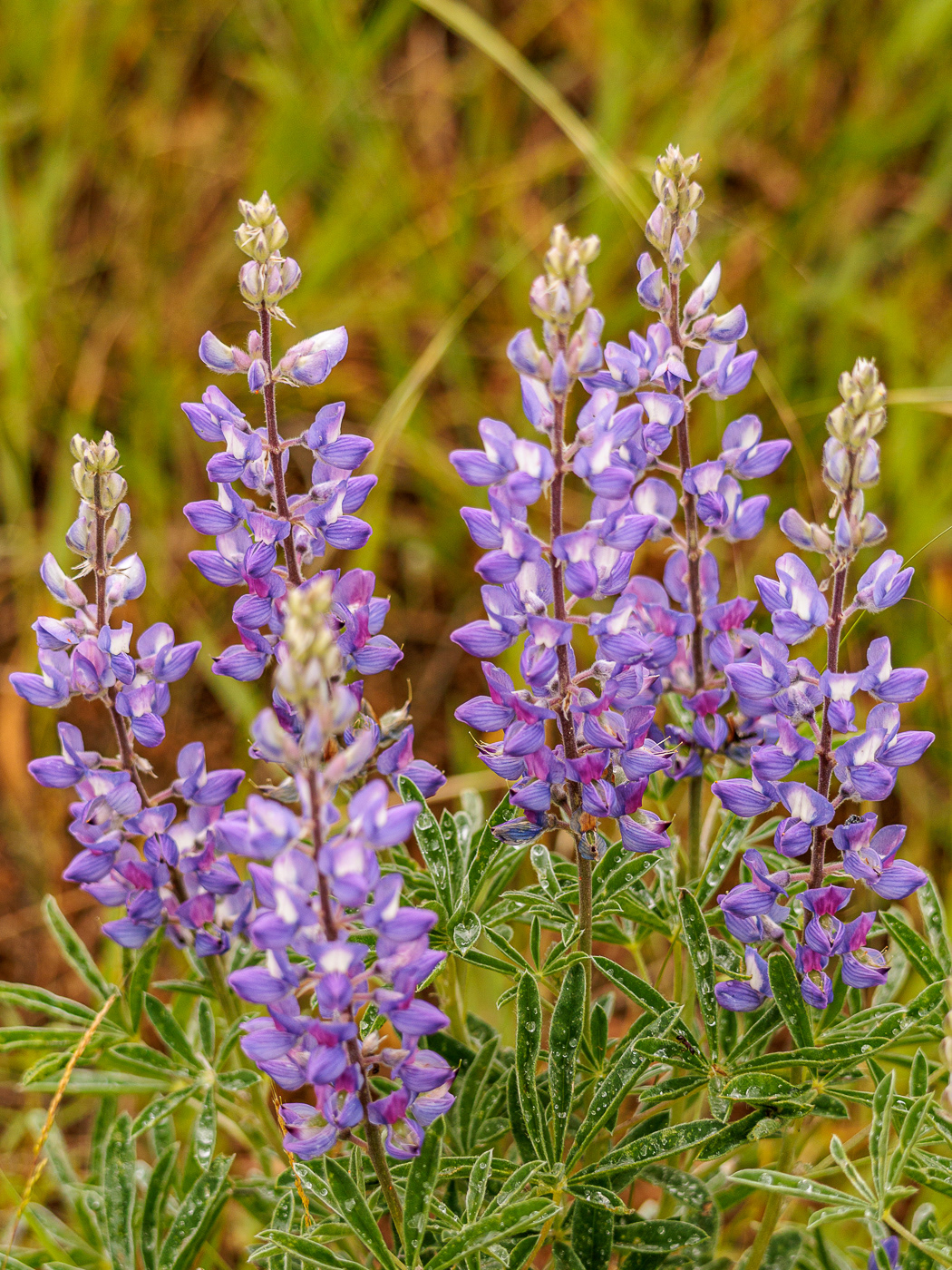 Silky Lupine (Lupinus sericeus)