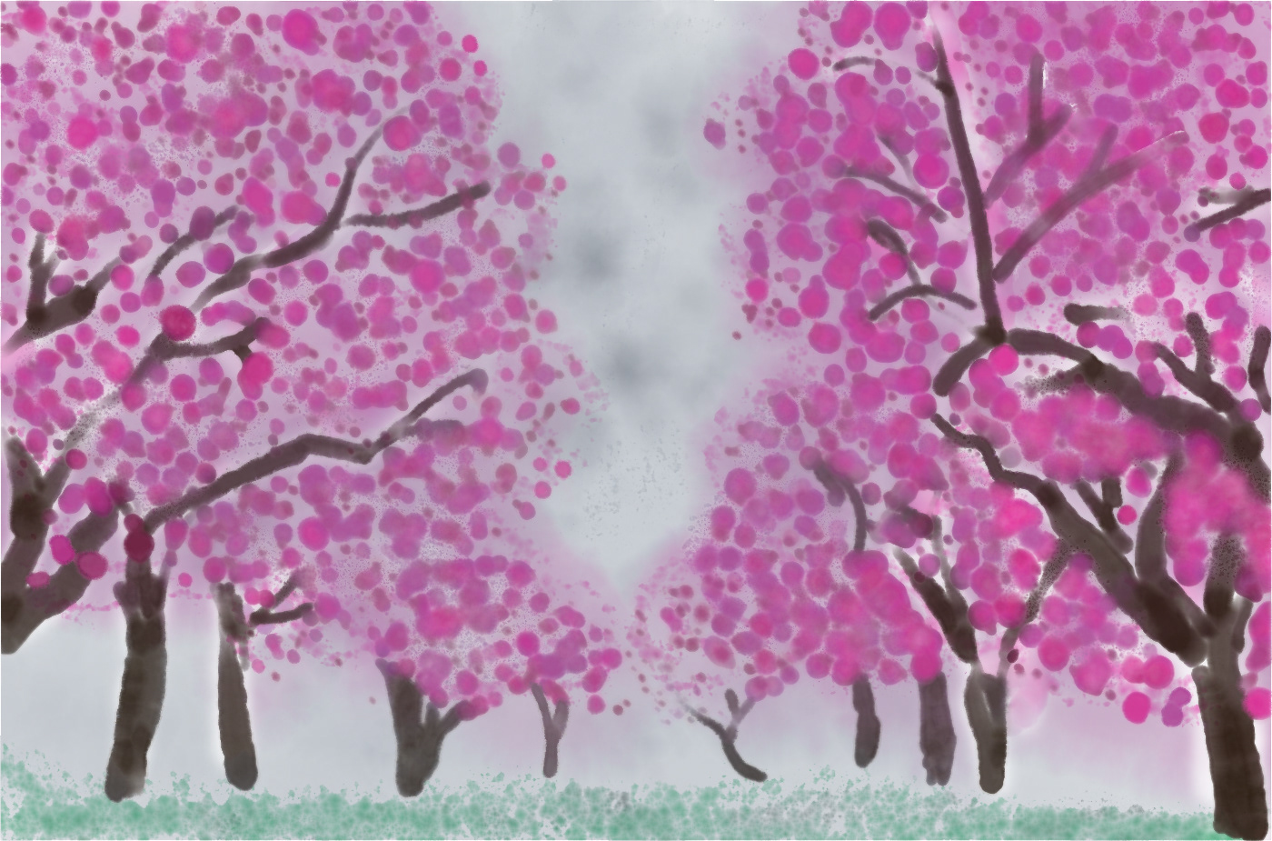 Cherry Blossoms