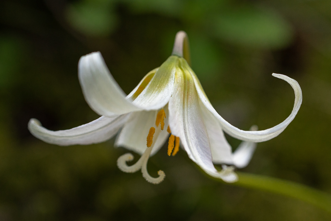 Fawn lily (Erythronium oregonum)
