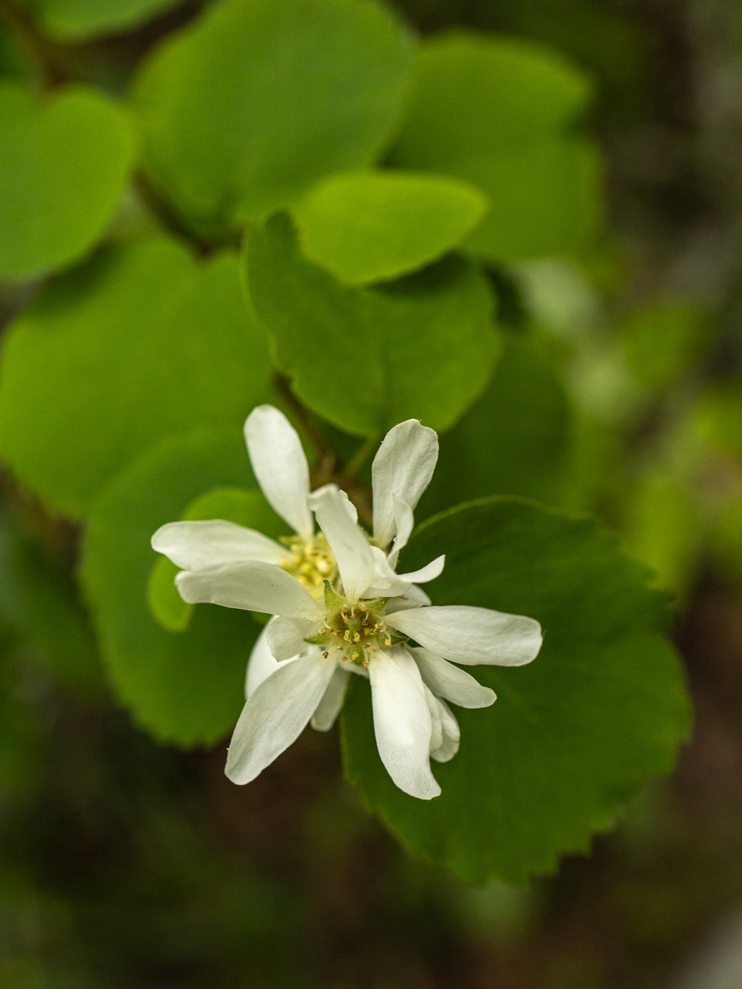Saskatoon berry Amelanchier alnifolia