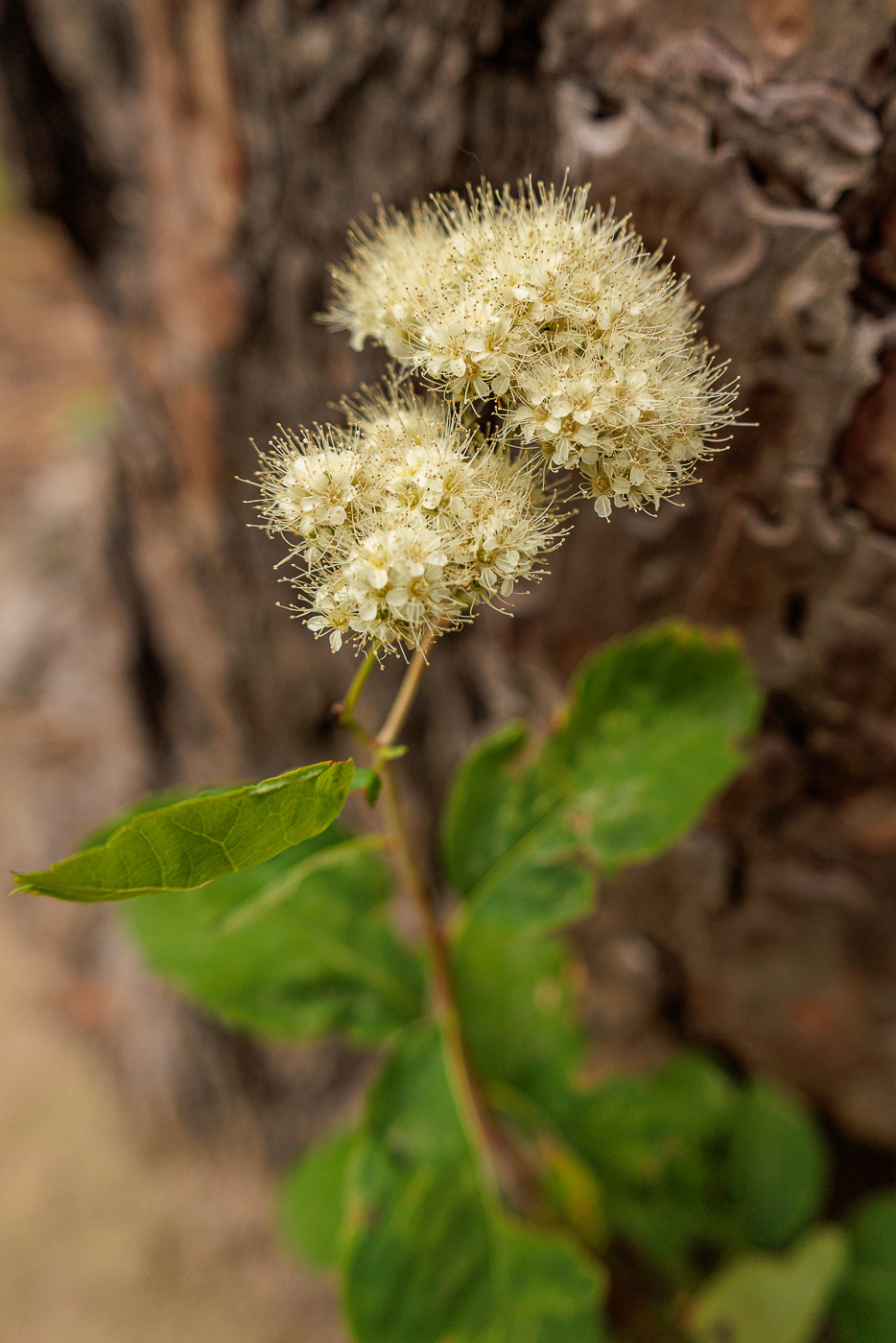 Birch-Leaf Spirea (Spirea betulifolia)