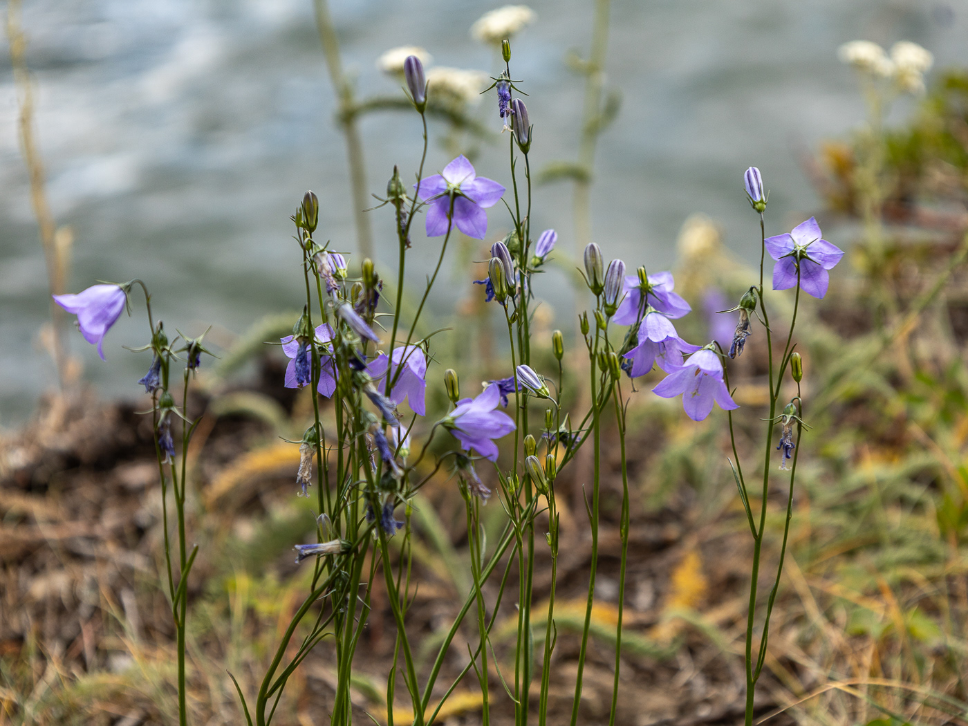 Mountain Harebell - Campanula rotundifolia