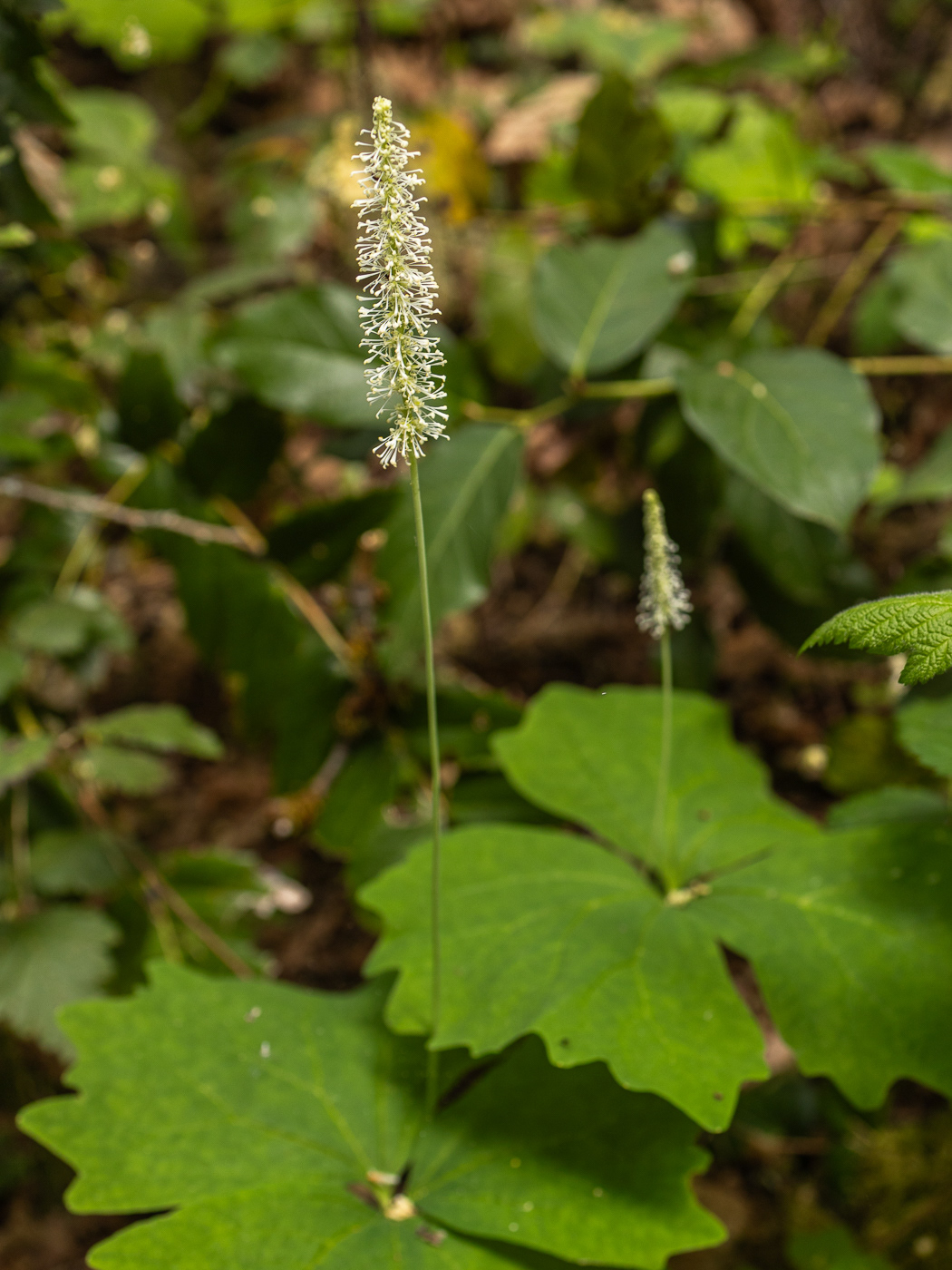 Vanilla-leaf - Achlys triphylla