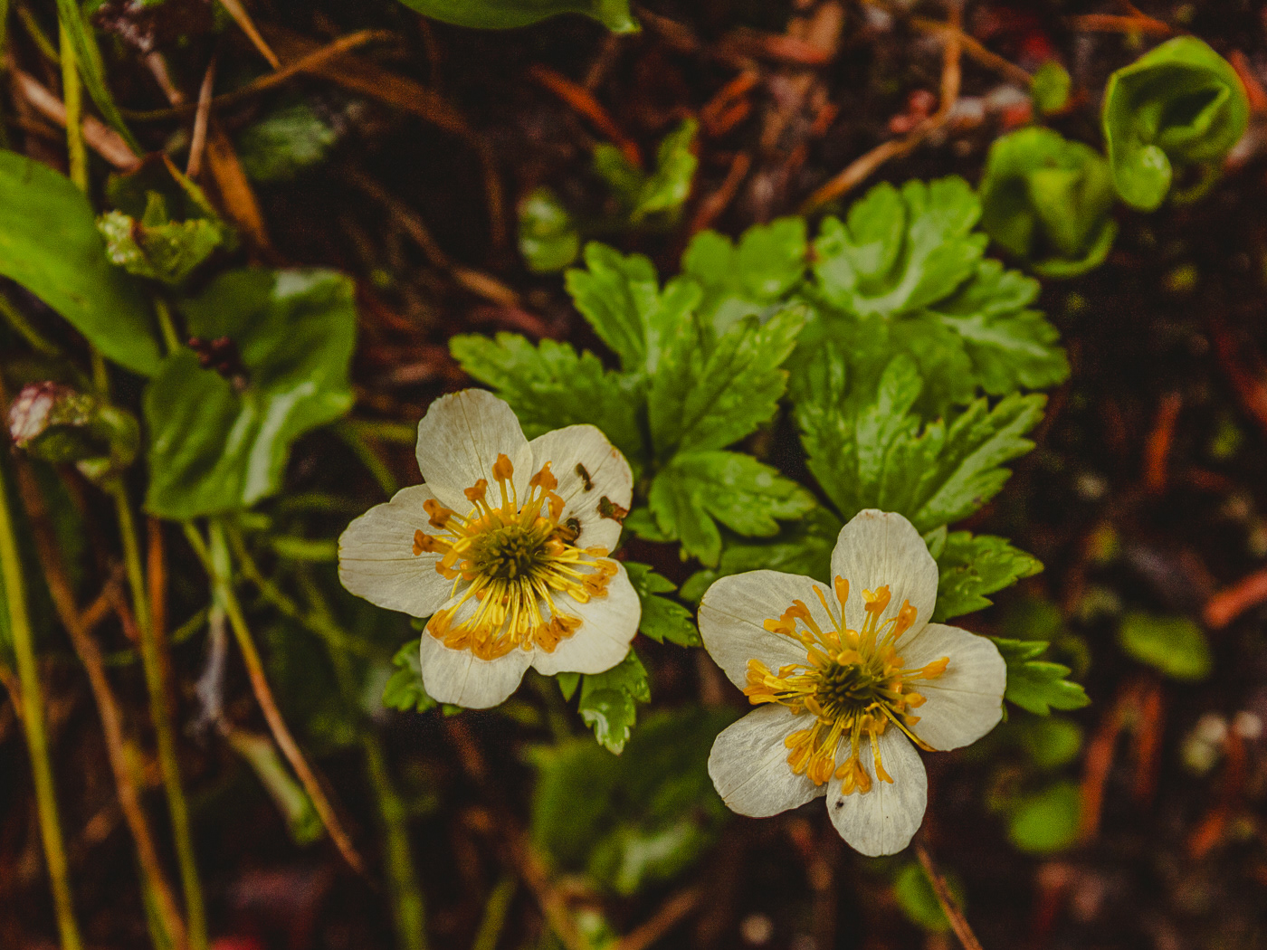 White Globeflower (Trollius laxus)