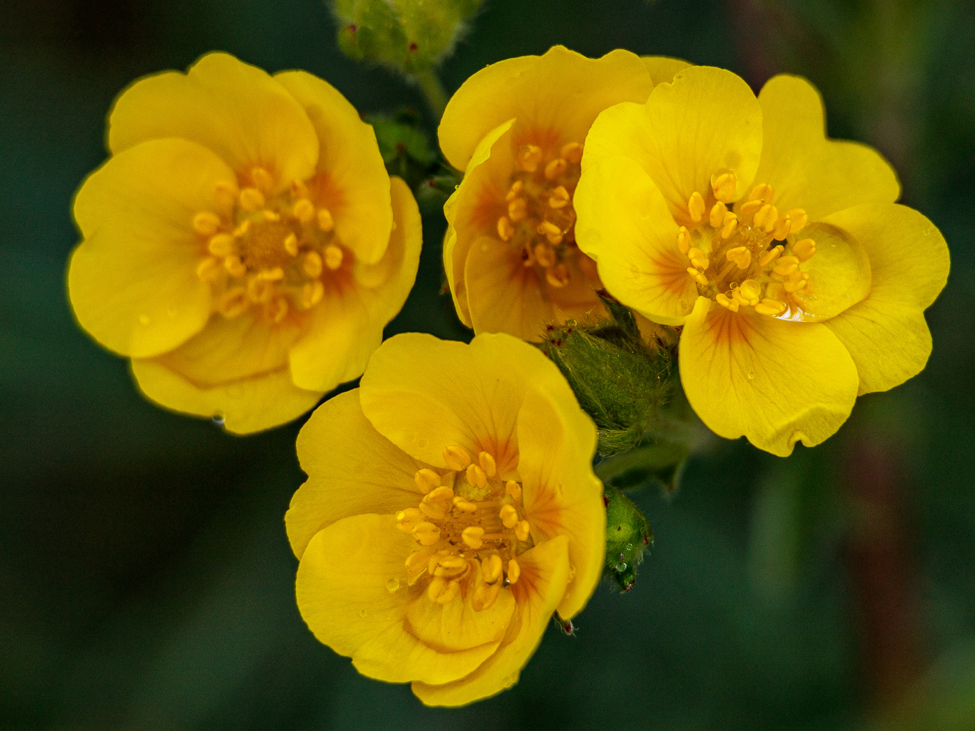 March Marigold (Caltha palustris)