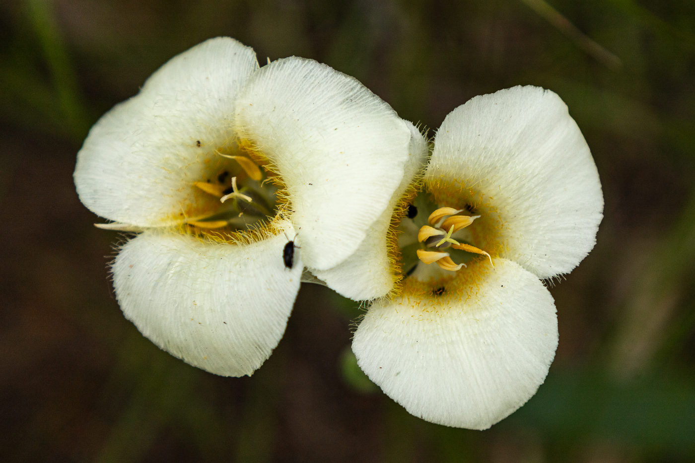 Mariposa-lily - Calochortus gunnisonii