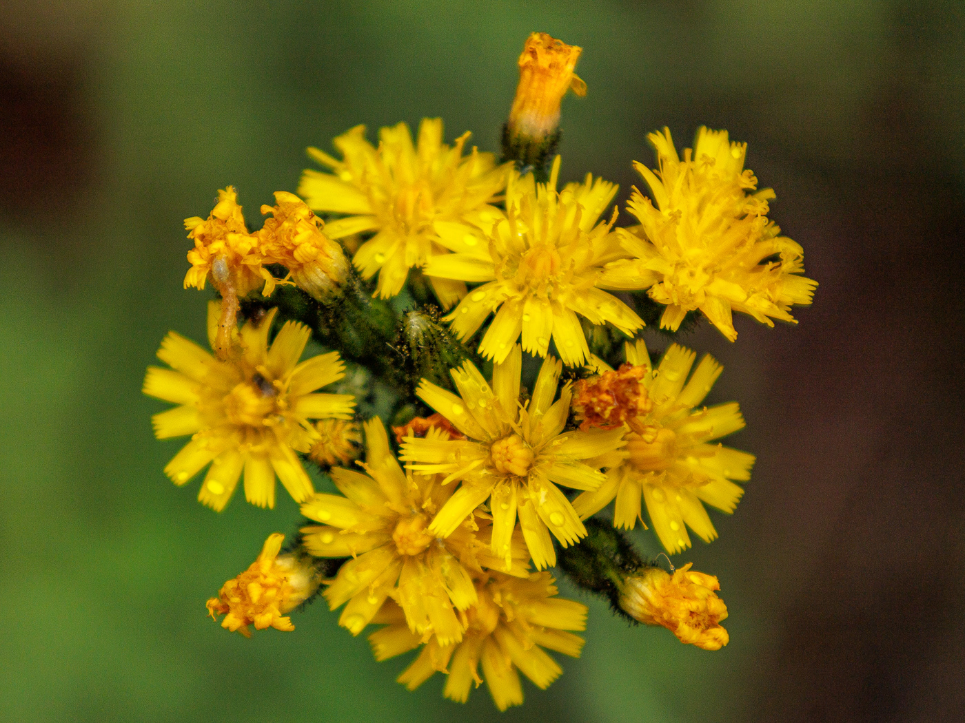 Colorado Rubber Weed (Hymenoxys richardsonii)