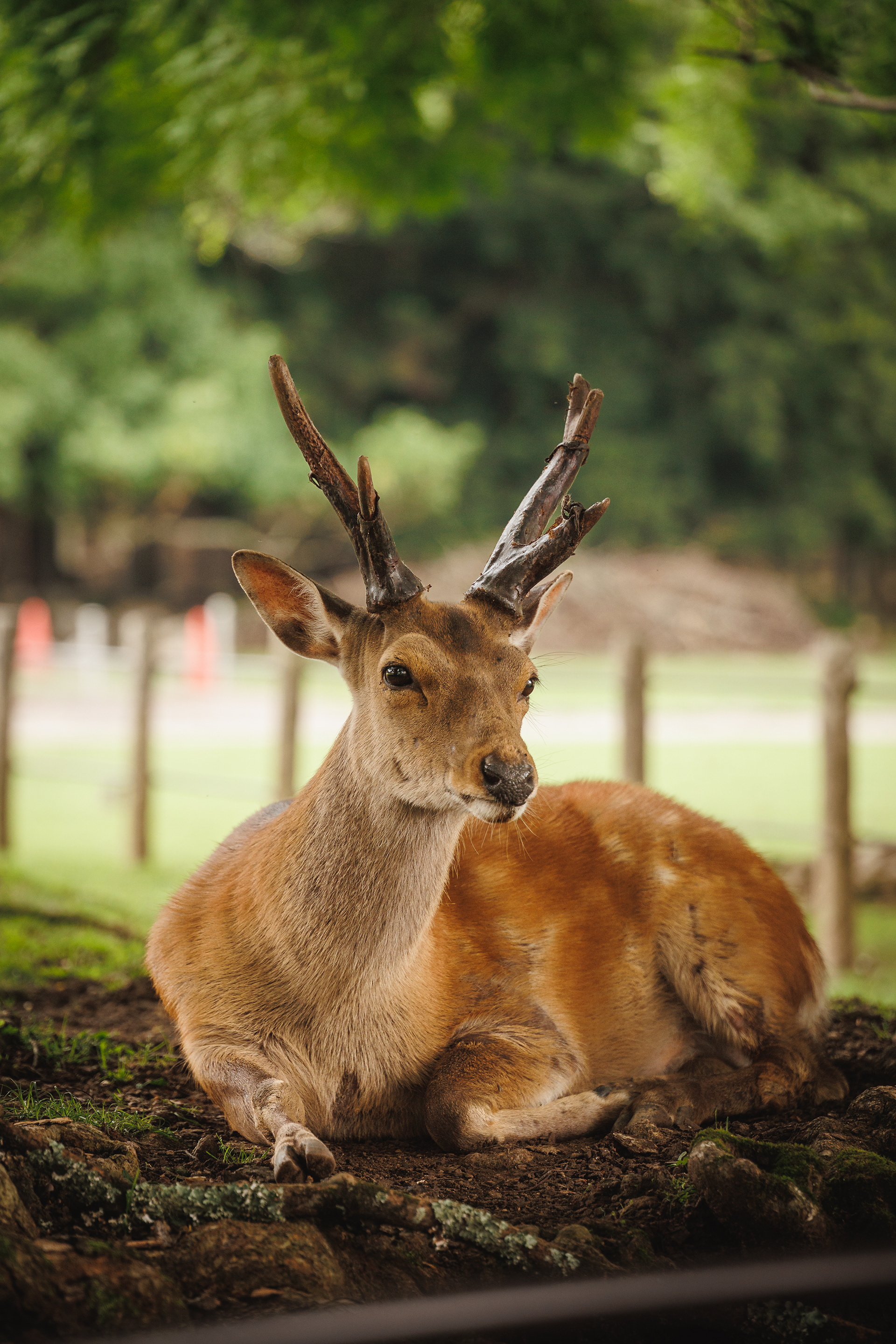 Nara, Japani