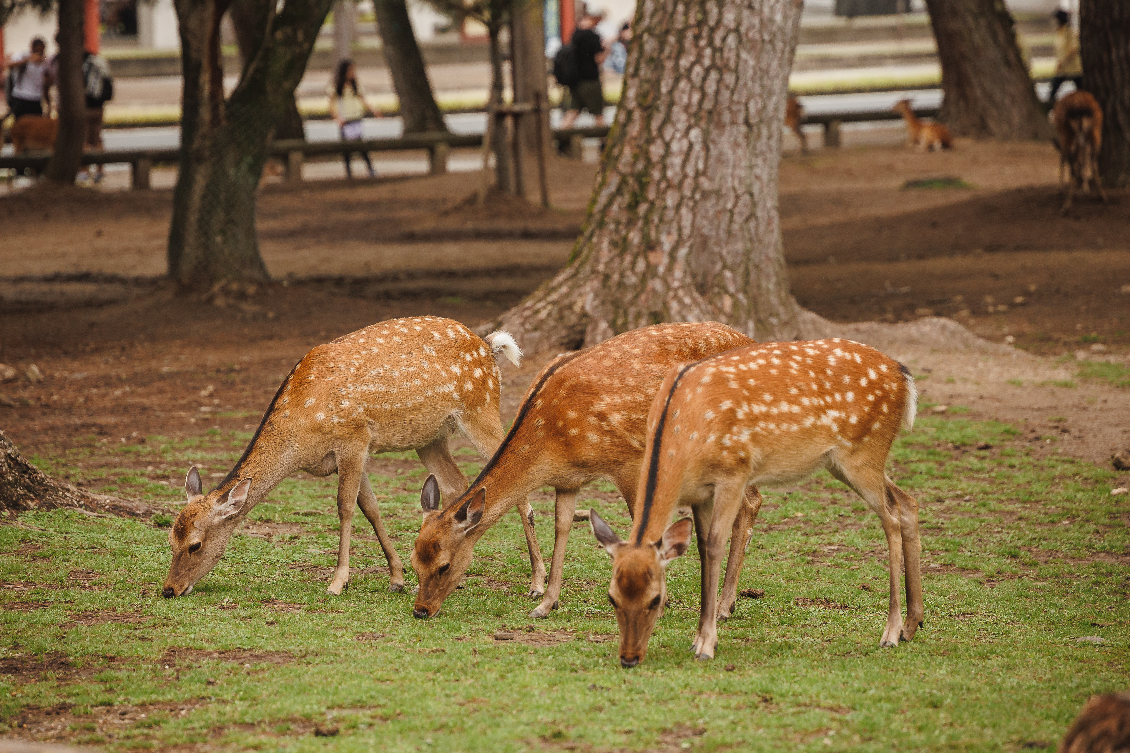 Nara, Japani