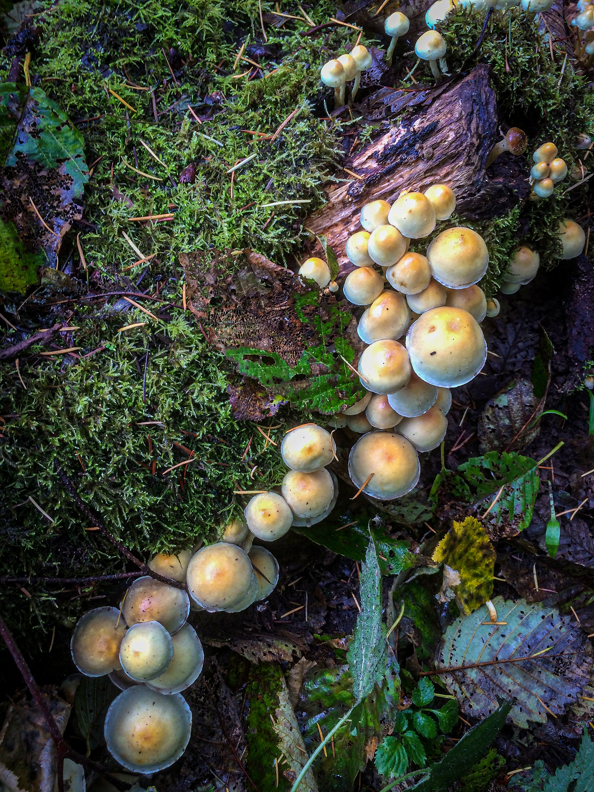 Wild Mushrooms (Oregon USA)
